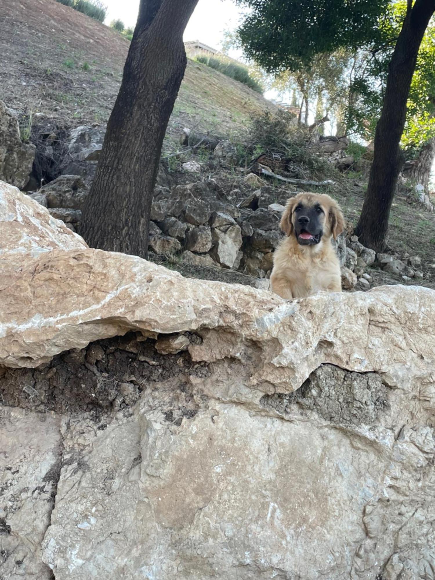 Cortijo Rancho Verde Colmenar Zewnętrze zdjęcie